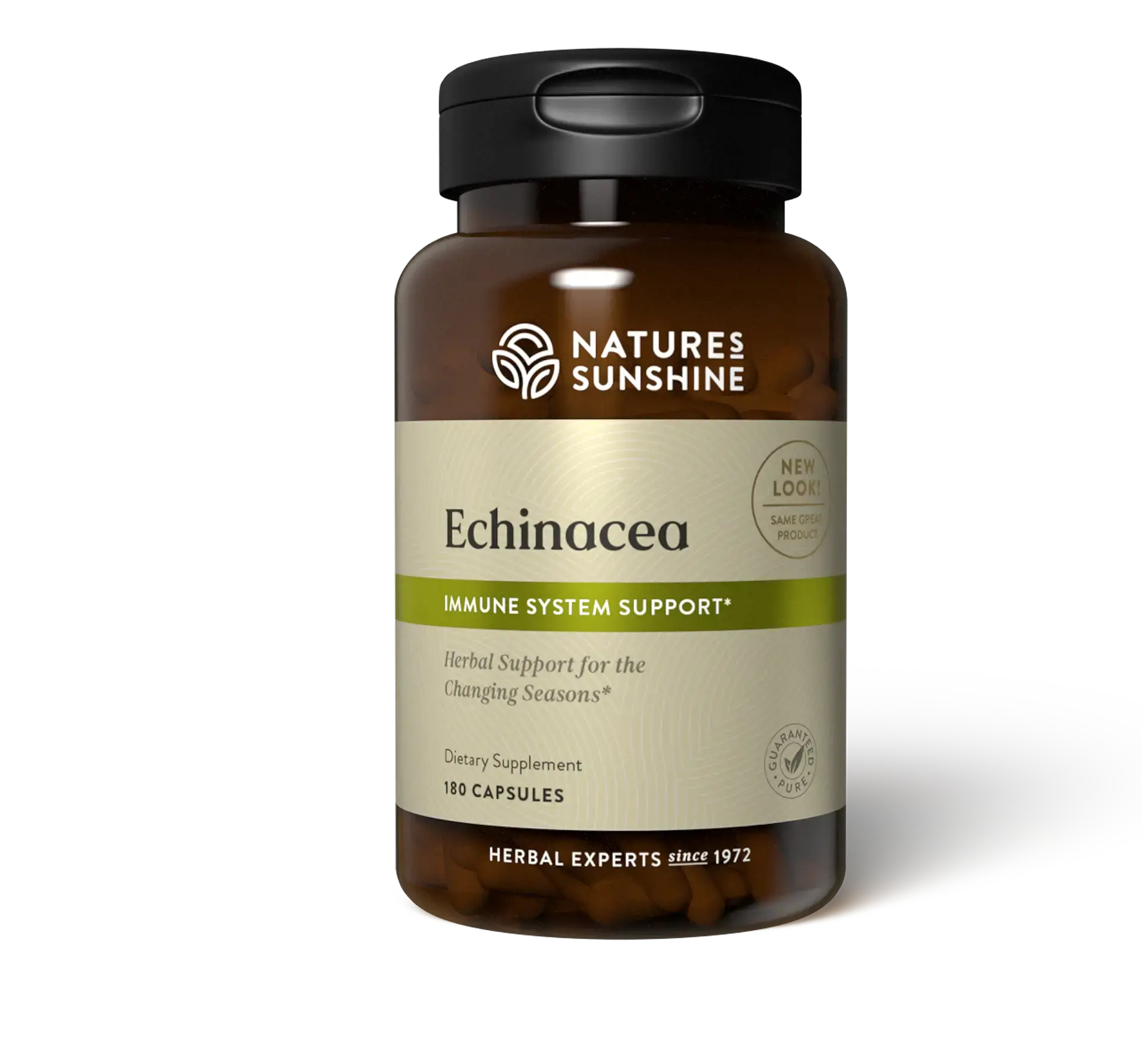 Echinacea Purpurea